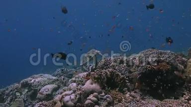 珊瑚礁上的绿海龟4k